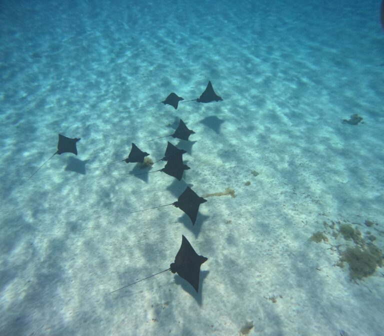 Dimitri en Polynésie 2025