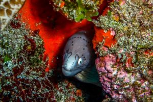 AntoineReunion2011_0006