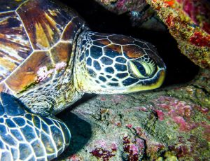 AntoineReunion2011_0015