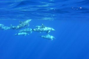 AntoineReunion205_14