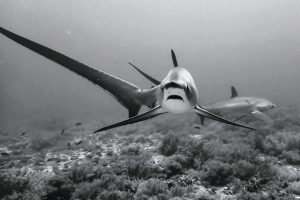 FB_IMG_1744558989431~2