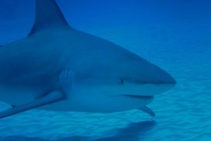 Intova Digital Camera