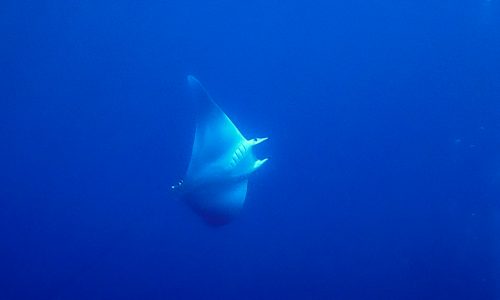 Mobula