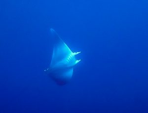 Mobula