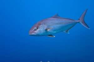 P6060169-Avec accentuation-Bruit-102