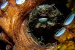 P8010463-Avec accentuation-Bruit-38