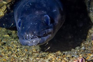 P8250365-Avec accentuation-Bruit-5