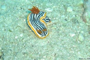 Tioman17