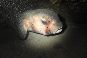 antoine_reunion _2011_22