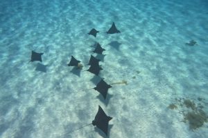 Dimitri en Polynésie 2025