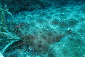 requin1